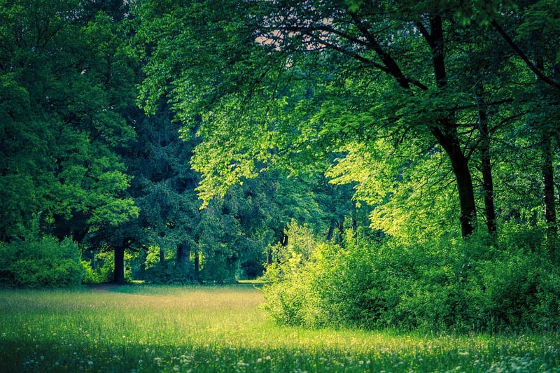 Fairytale Glades