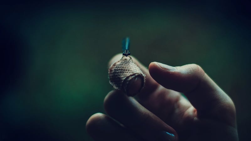 Firefly Watching