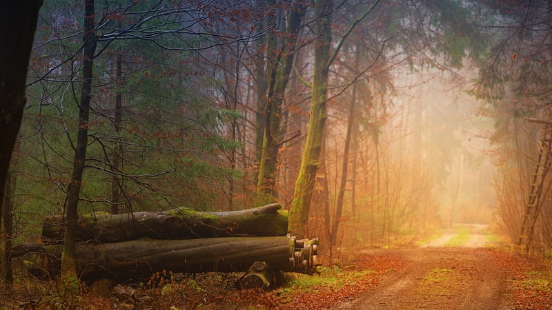 Enchanted Forest Clearing